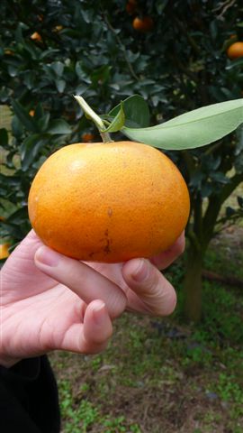 茂谷柑的故事 茂谷柑的故事