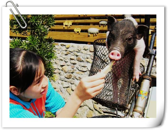 明星小豬「秋麗」 明星小豬「秋麗」