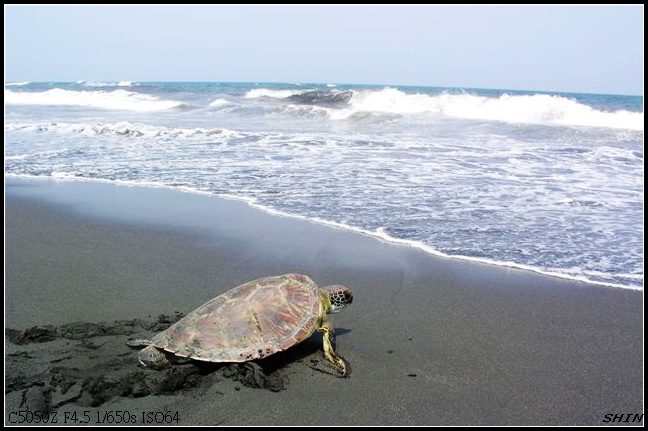 跟鳥龜交朋友 跟鳥龜交朋友