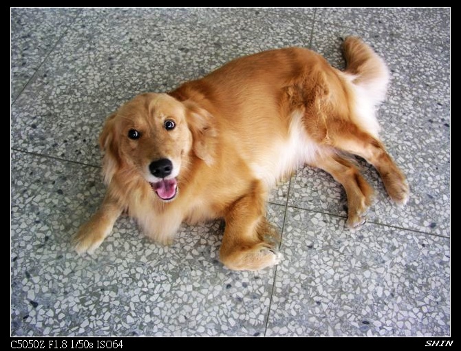 阿布的老婆 阿布的老婆