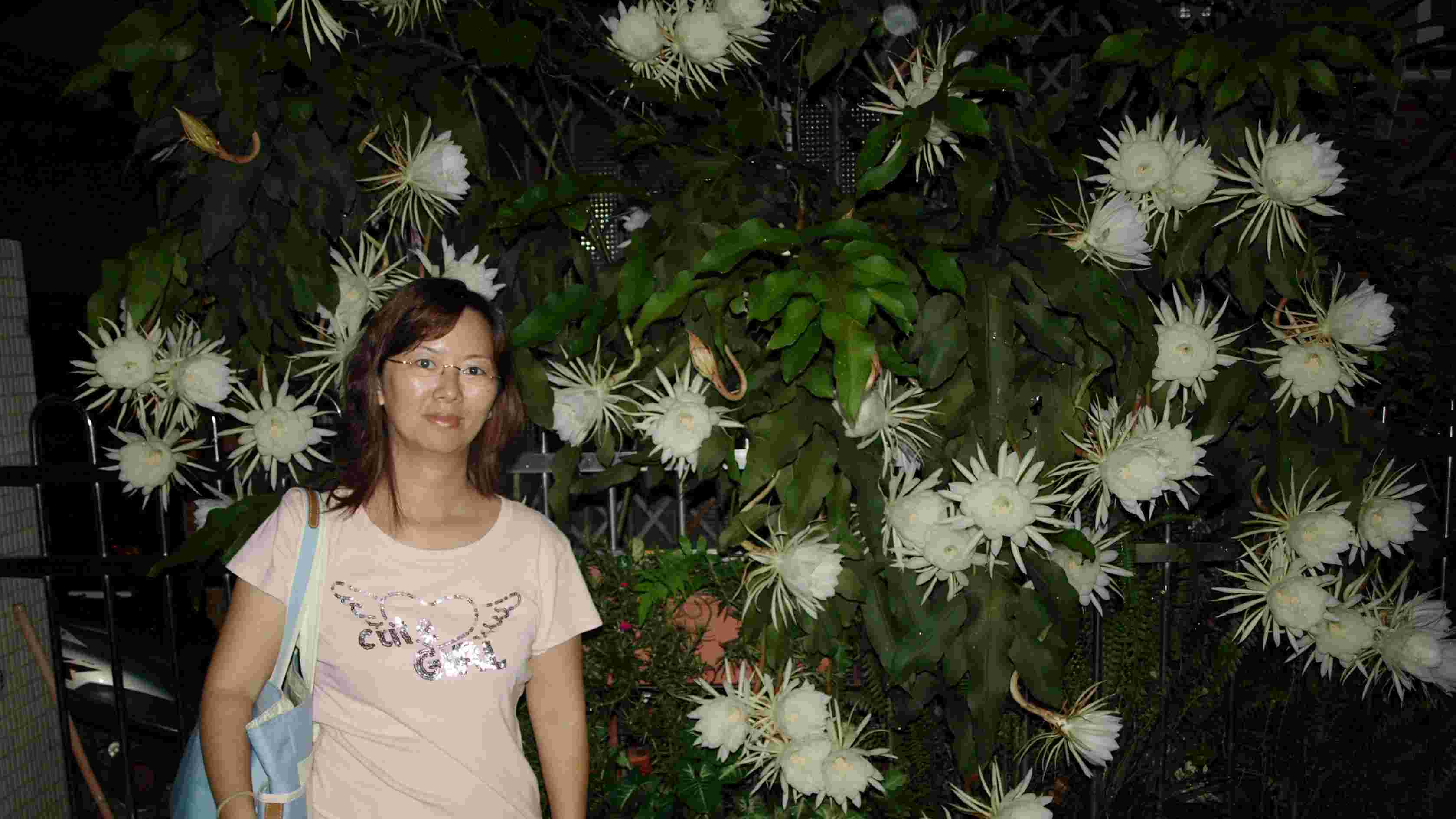 【好看的】曇花85朵 【好看的】曇花85朵