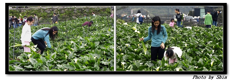 【好玩的】久違了的陽明山竹子湖 【好玩的】久違了的陽明山竹子湖
