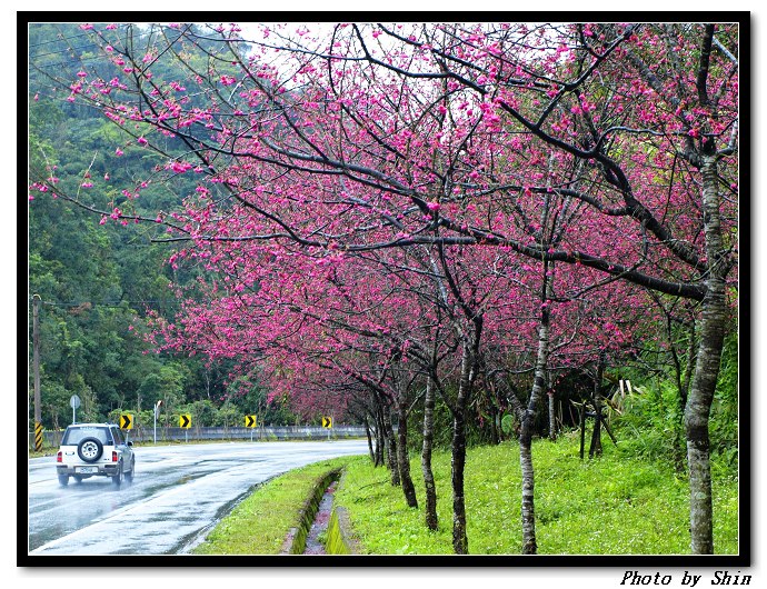 【好玩的】到三星看花、找幸福的感覺 【好玩的】到三星看花、找幸福的感覺