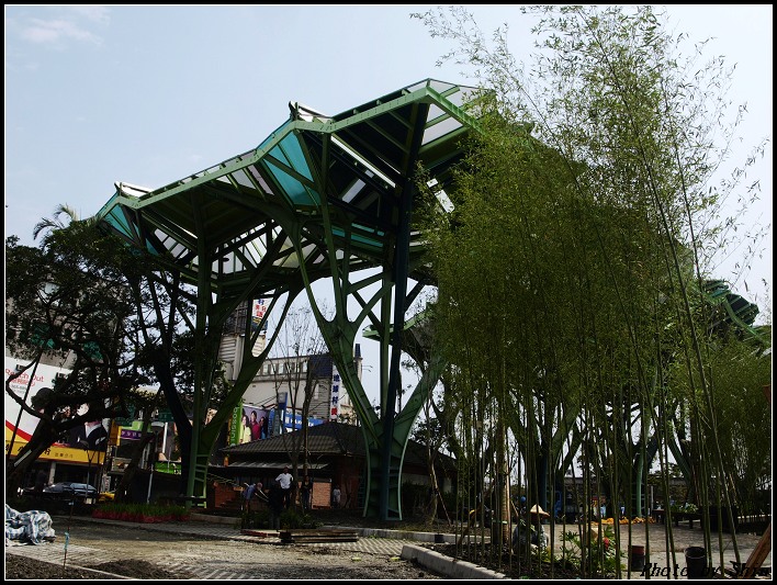 【宜蘭的】鐵樹開展 【宜蘭的】鐵樹開展