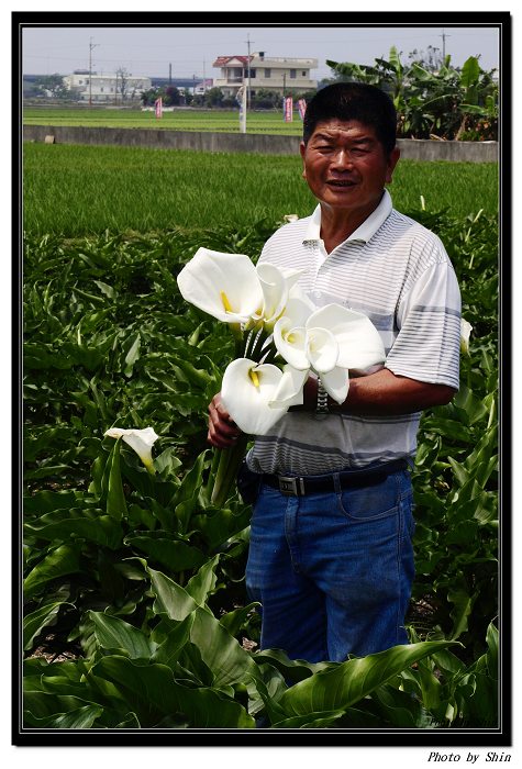 【好看的】五結海芋盛開了!!簡萬登顧海芋像顧子 【好看的】五結海芋盛開了!!簡萬登顧海芋像顧子