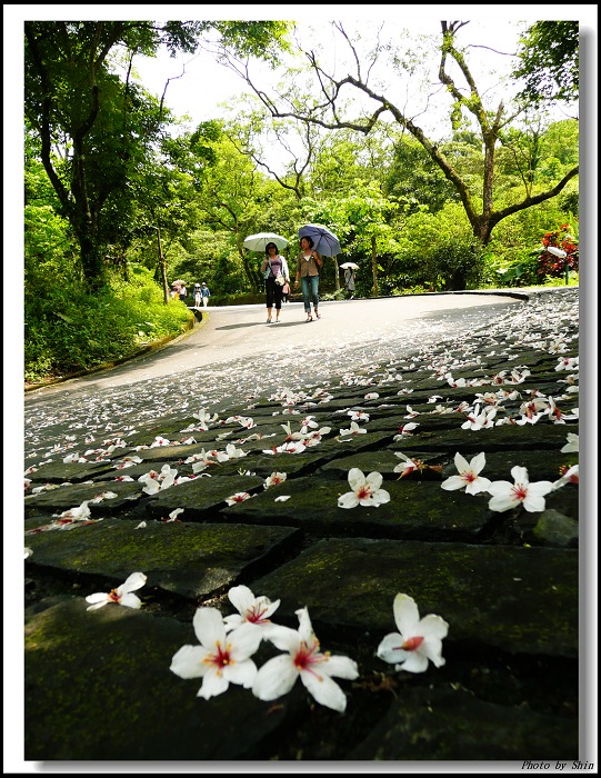 【好玩的】仁山步道,五月雪 【好玩的】仁山步道,五月雪