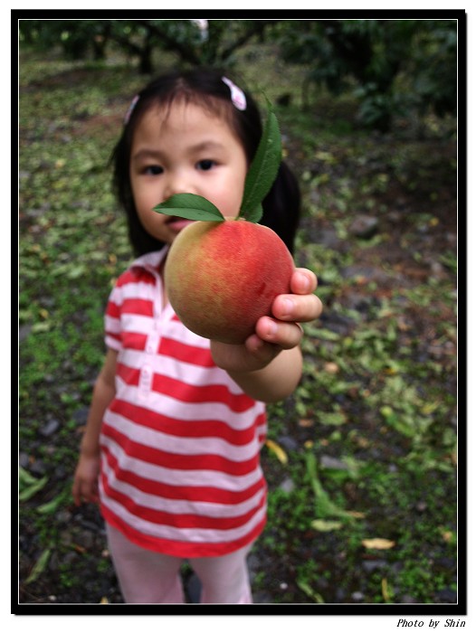 【好玩的】採桃樂陶陶 【好玩的】採桃樂陶陶