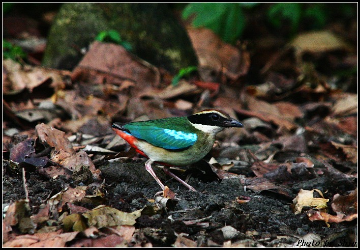 【宜蘭的】美麗的八色鳥 【宜蘭的】美麗的八色鳥