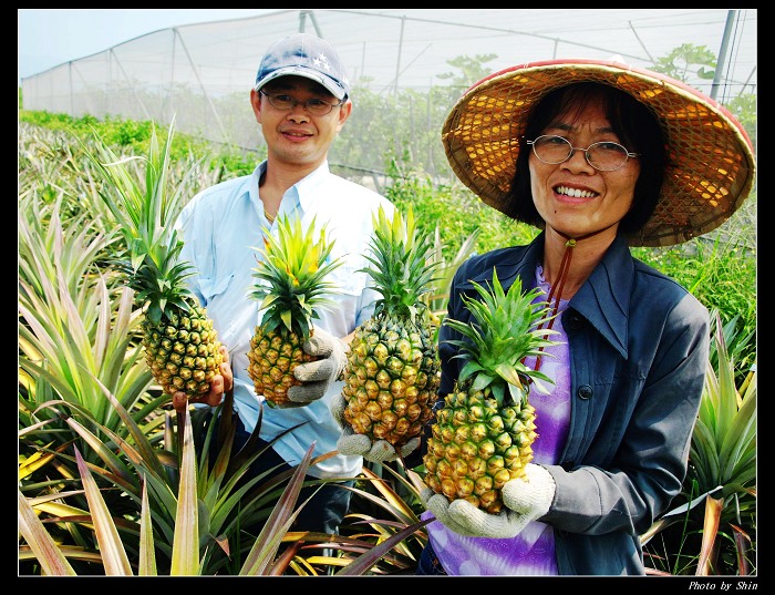 【好吃的】三星也有鳳梨 【好吃的】三星也有鳳梨