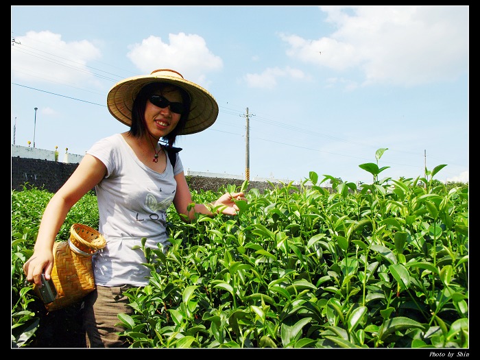 【好玩的】我是採茶姑娘 【好玩的】我是採茶姑娘