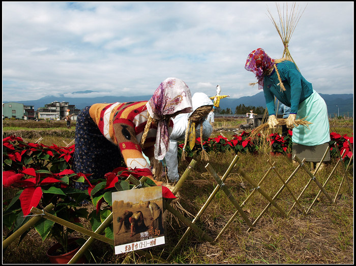 【好玩的】三星銀柳節花田景觀 【好玩的】三星銀柳節花田景觀