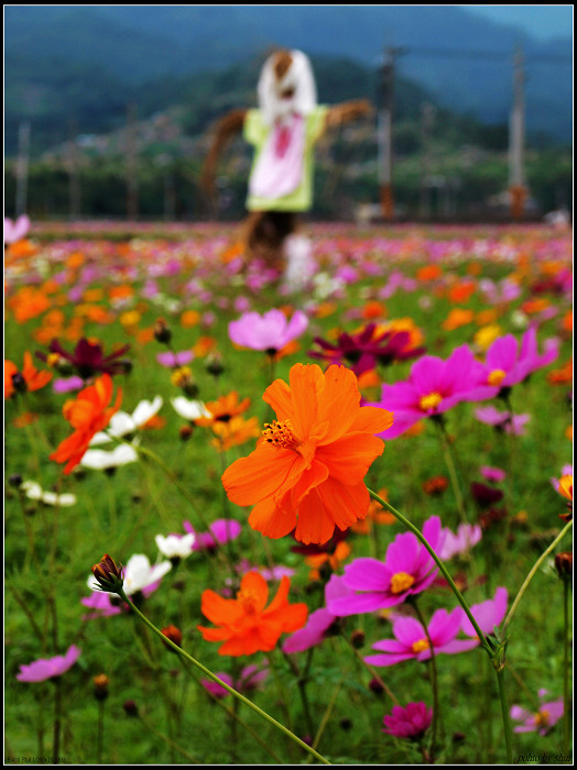 【好看的】三星花海,元旦最美 【好看的】三星花海,元旦最美