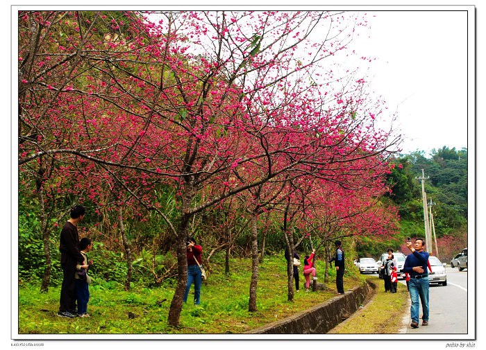 【好看的】櫻花紅滿天 【好看的】櫻花紅滿天