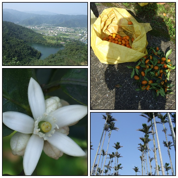 【好玩的】員山摘金棗 【好玩的】員山摘金棗