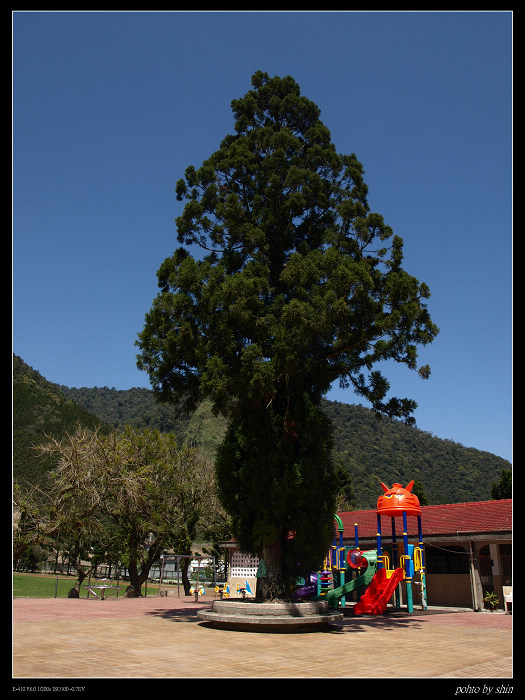【自己的】樹、葉、天空 【自己的】樹、葉、天空