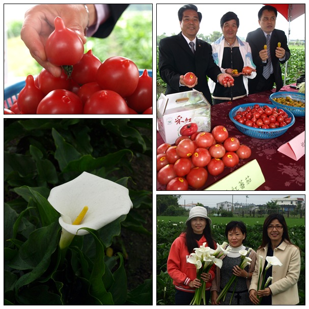 【好玩的】五結海芋、番茄 【好玩的】五結海芋、番茄