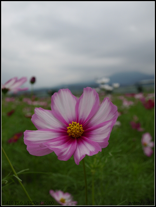 【好玩的】三星又有花海了! 【好玩的】三星又有花海了!