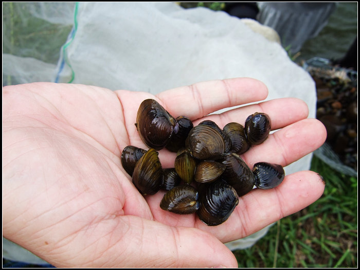 【好玩的】已經很少見的「摸蜆」 【好玩的】已經很少見的「摸蜆」