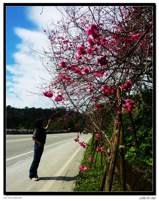 【好看的】櫻花開了 【好看的】櫻花開了