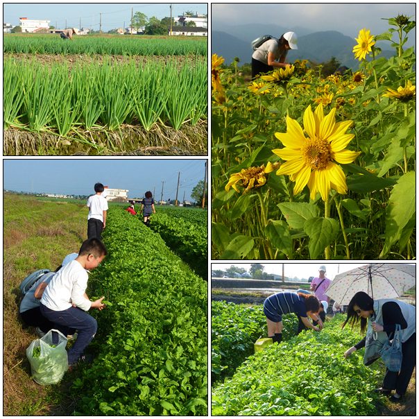 【宜蘭的】三星的開心農場─養樂多種蔥達人 【宜蘭的】三星的開心農場─養樂多種蔥達人