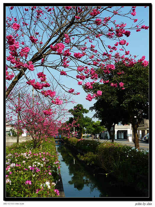 【宜蘭的】埔林圳旁櫻花開 【宜蘭的】埔林圳旁櫻花開
