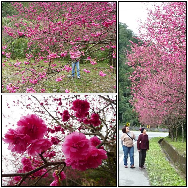 【好看的】櫻花又開了 【好看的】櫻花又開了
