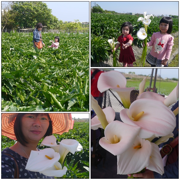 【好玩的】來宜蘭採海芋吧! 【好玩的】來宜蘭採海芋吧!