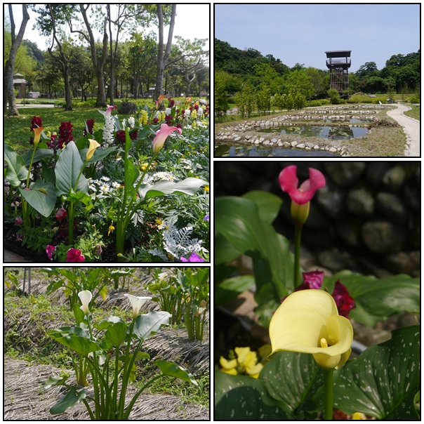 【好玩的】2013宜蘭綠色博覽會,來阿兼城聚落看海芋吧! 【好玩的】2013宜蘭綠色博覽會,來阿兼城聚落看海芋吧!