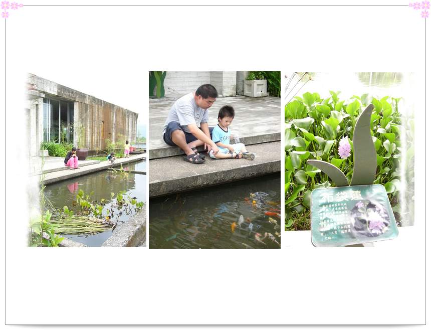 又見勝洋水草 又見勝洋水草