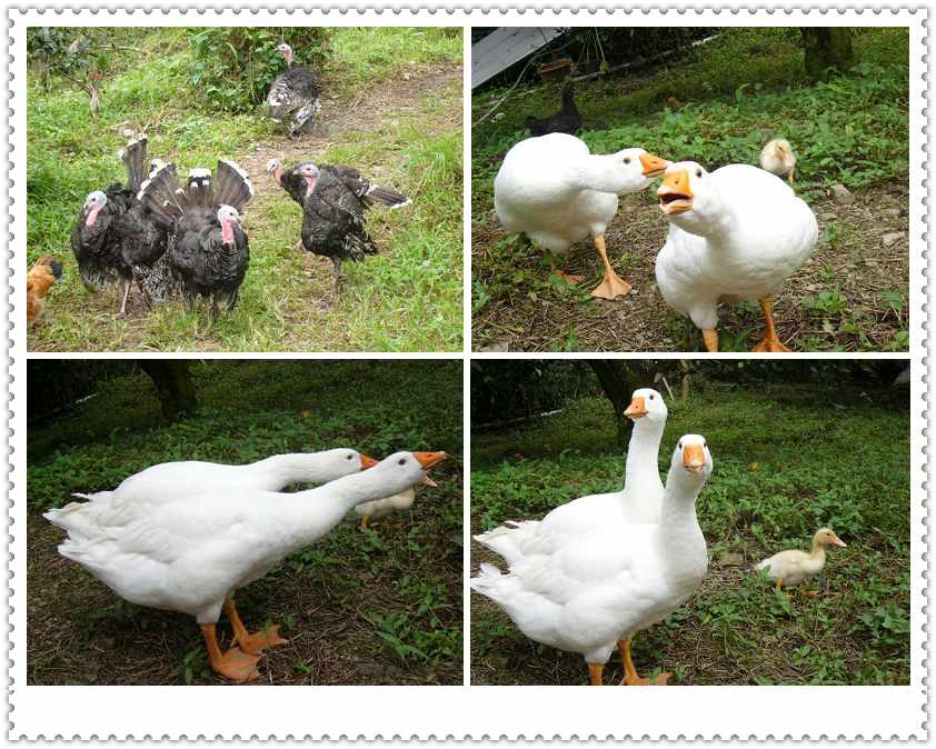 三星的老欉文旦 三星的老欉文旦