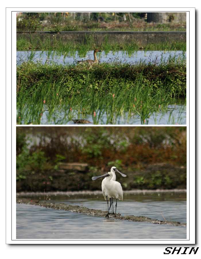 時潮賞鳥 時潮賞鳥