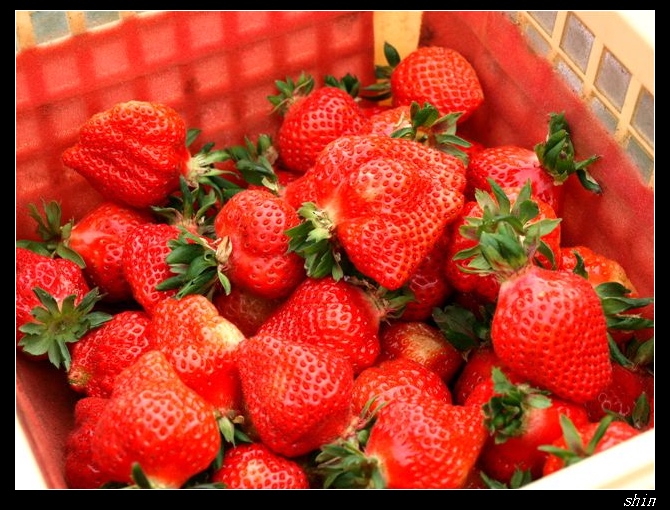 【好吃的】草莓有夠大